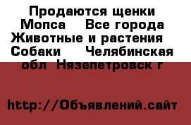 Продаются щенки Мопса. - Все города Животные и растения » Собаки   . Челябинская обл.,Нязепетровск г.